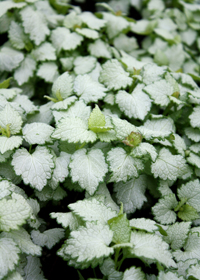 Lamium maculatum 'Ghost'